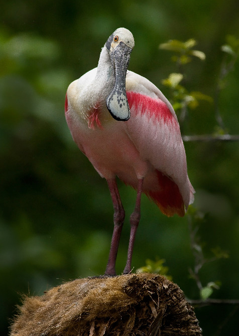 flamingo image